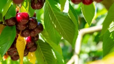 Ripe cherries on tree