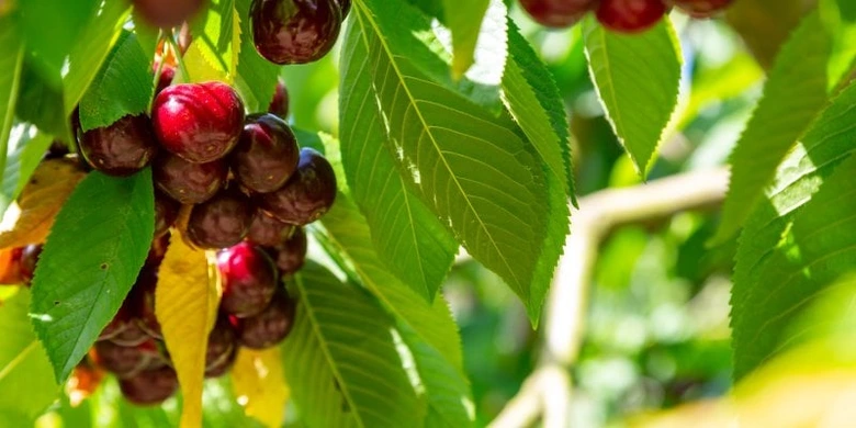 Ripe cherries on tree