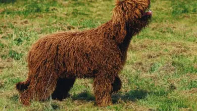 Hnědý pes plemene barbet stojí na trávníku.