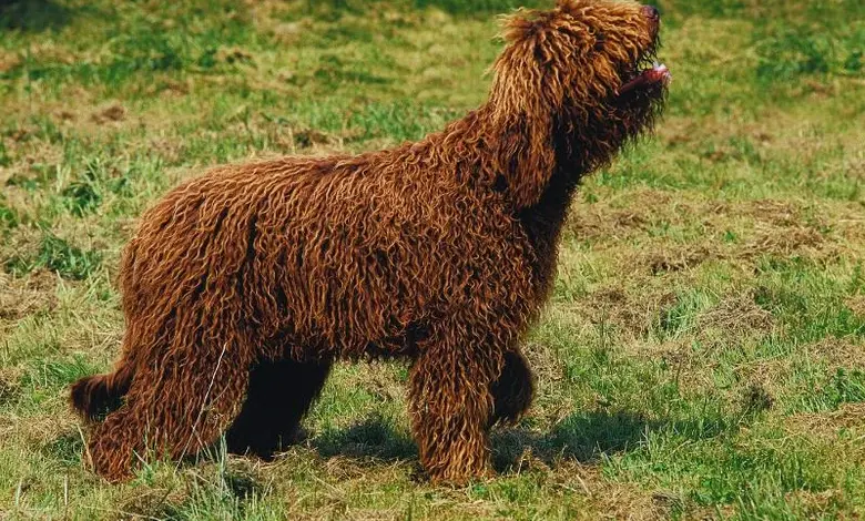 Hnědý pes plemene barbet stojí na trávníku.