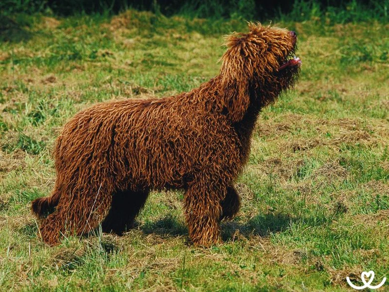 Hnědý pes plemene barbet stojí na trávníku.